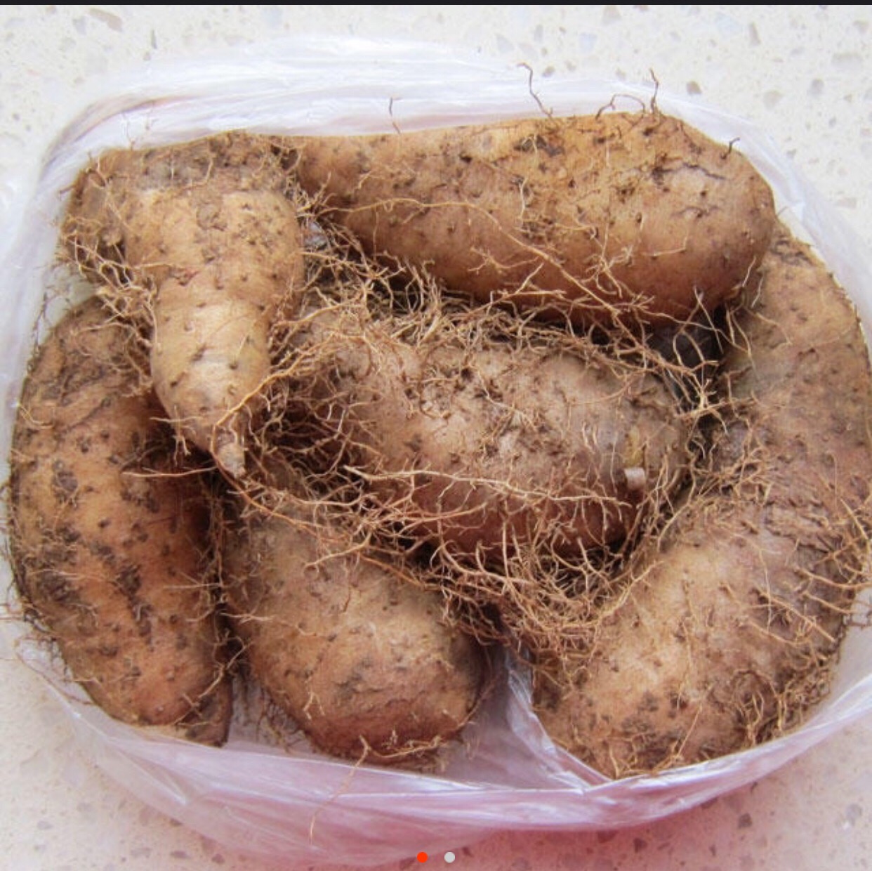 自然薯の種芋を掘りました | 日本平の自然薯屋メインサイト